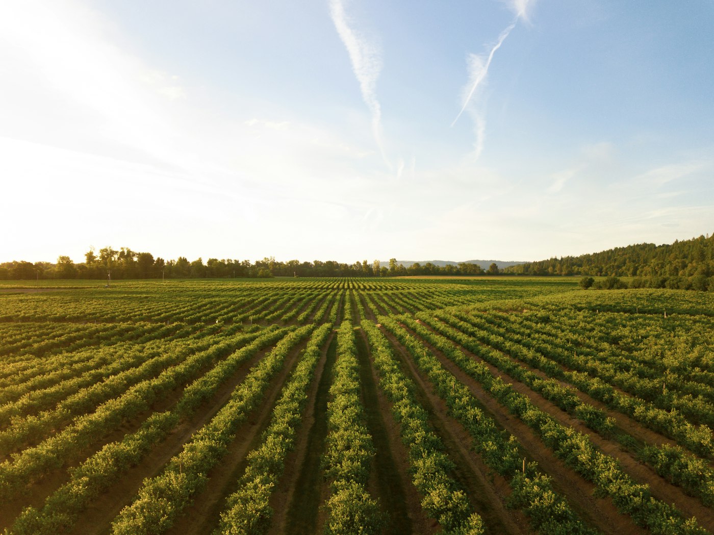 Luftaufnahme von landwirtschaftlichen Flächen mit geraden Reihen im Abendlicht