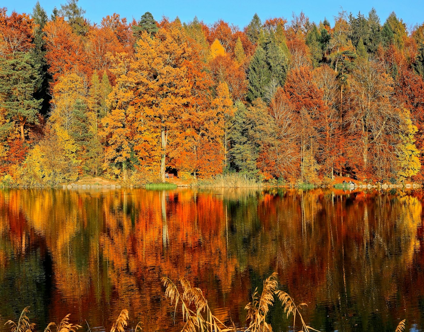 Herbstlicher Mischwald spiegelt sich in einem ruhigen Gewässer — sinnbildlich für nachhaltige Forstwirtschaft